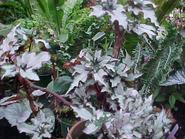 B. ‘Deco Dancer’
